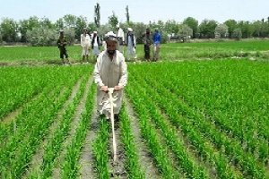 کشت فراسرزمینی در سرزمین های مرزی افغانستان، راهکاری برای اشتغال مهاجرین و مدیریت بحران آب